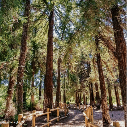 Redwood trees in Carbon Canyon Regional Park